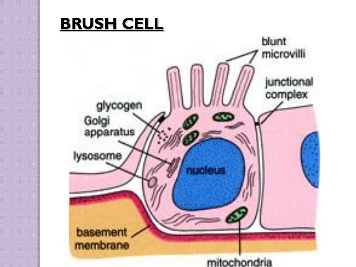 PPT RESPIRATORY SYSTEM PowerPoint Presentation ID2462782