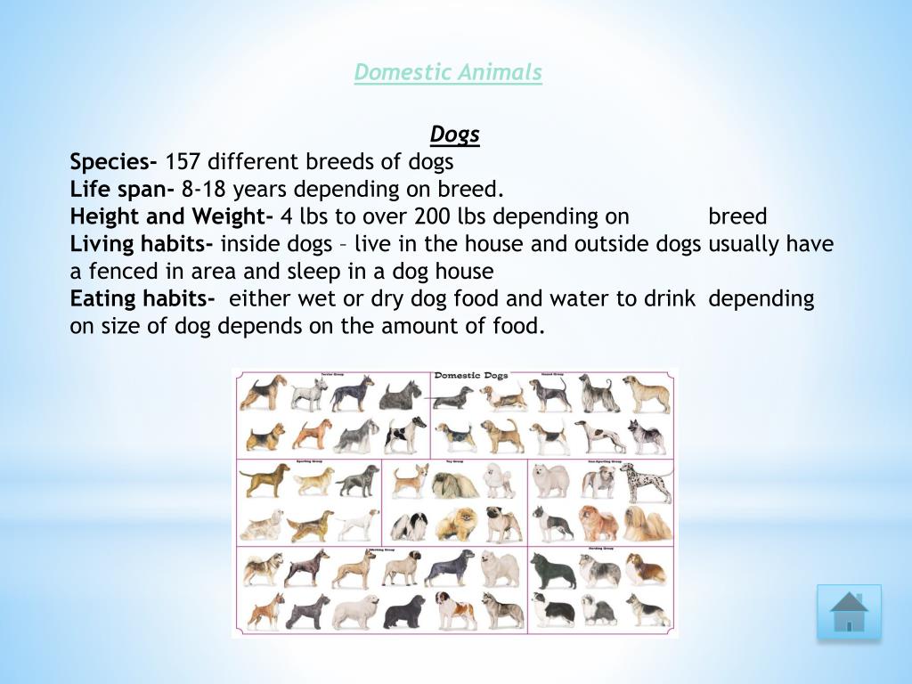 PPT - Different types of Animals PowerPoint Presentation, free download