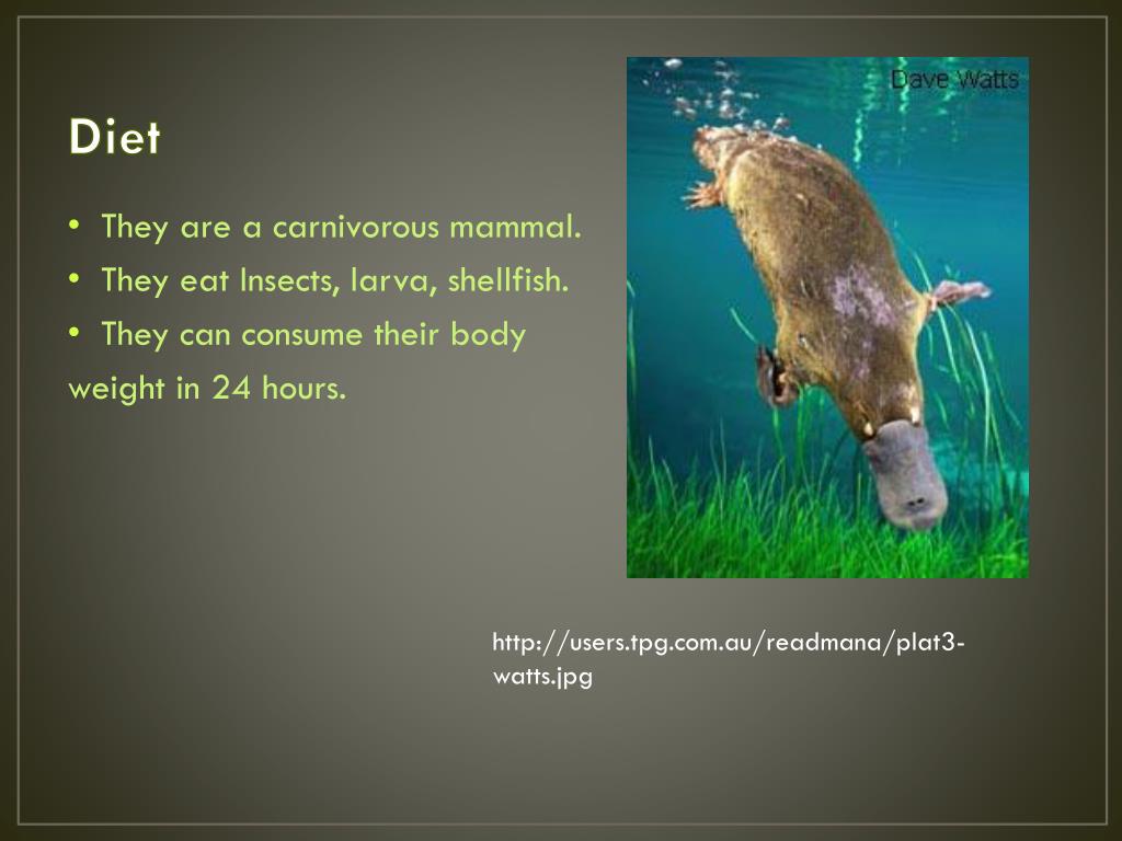 Platypus PowerPoint Presentation free download Biology Diagrams