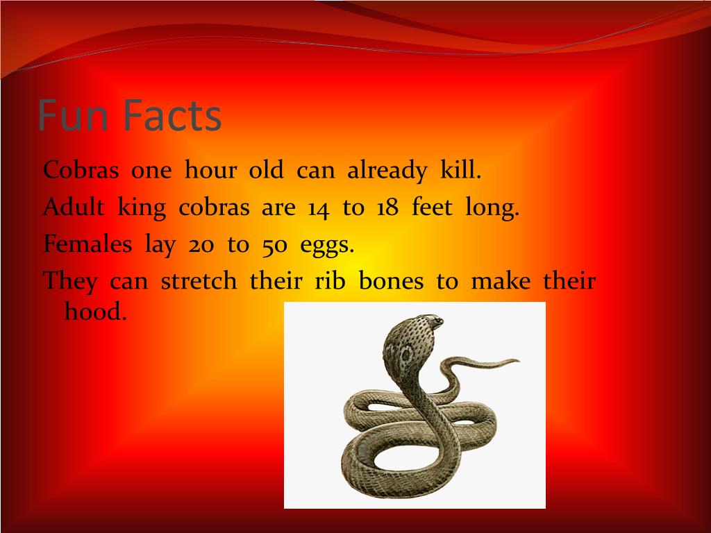 Facts About Cobras