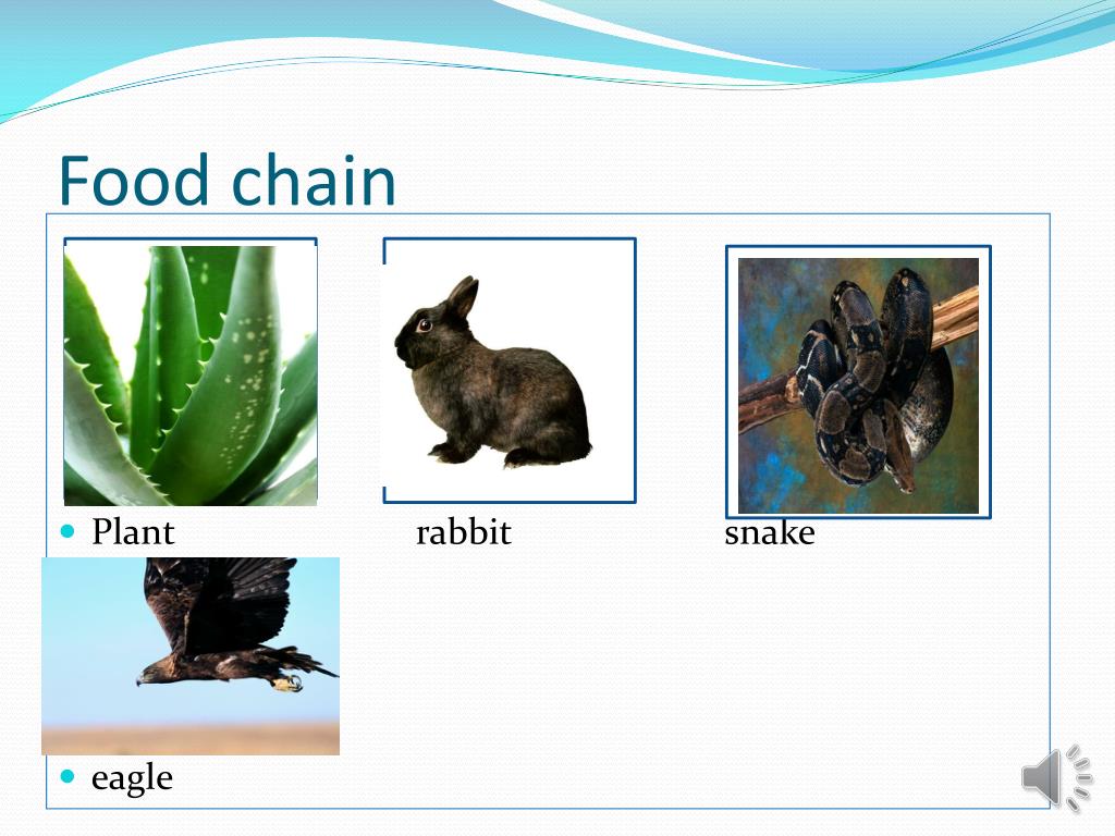Rattlesnake PowerPoint Presentation, free download Biology Diagrams