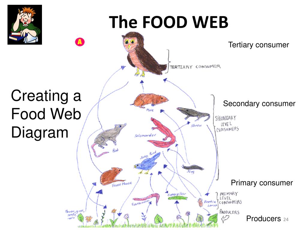 Barn Owls Food Web