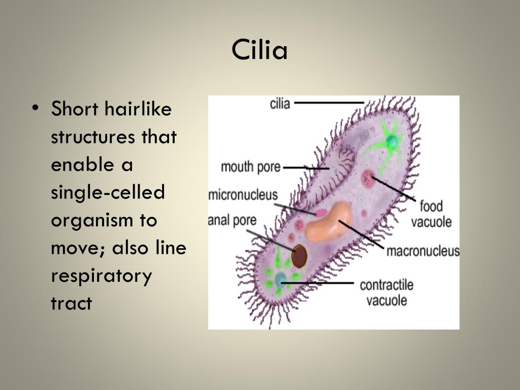 PPT - Cell Organelles and Their Functions PowerPoint Presentation, free ...