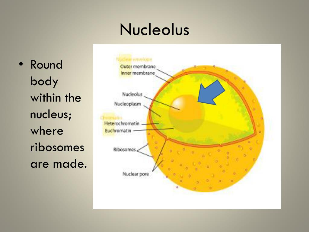 Their cell. Nucleolus function. Nucleolus main function. The Nucleus is the biggest Part of the Cell. Does ciliated Cell has Nucleus.