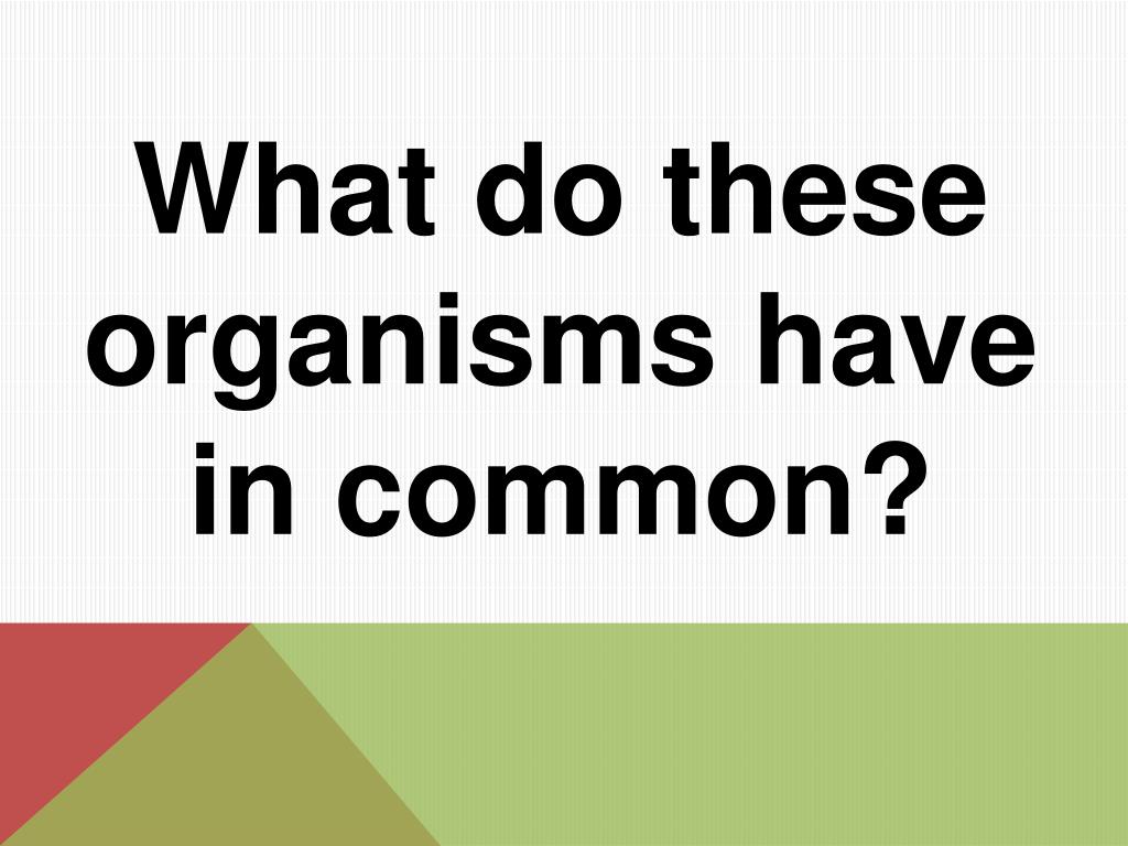 what do both organisms have in common