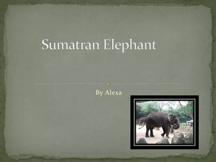 sumatran elephant n.