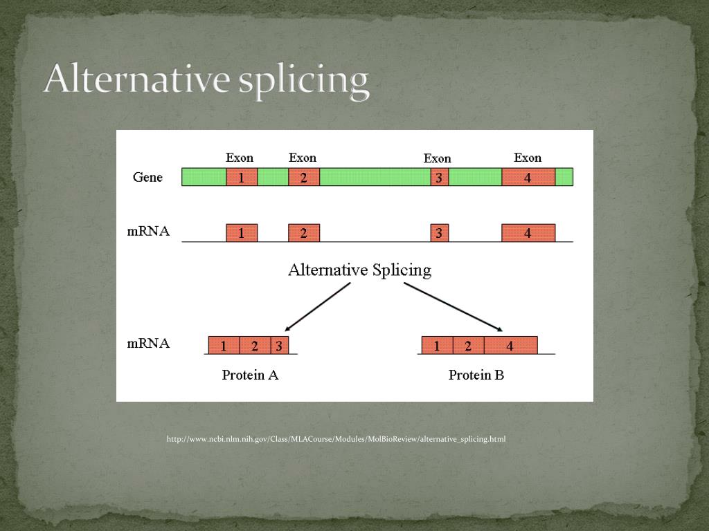 PPT - The Central Dogma of Molecular Biology PowerPoint Presentation ...