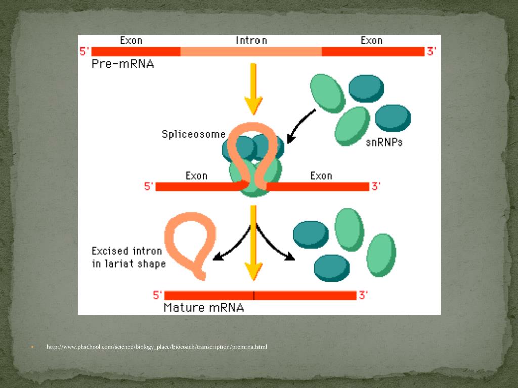 PPT - The Central Dogma of Molecular Biology PowerPoint Presentation ...