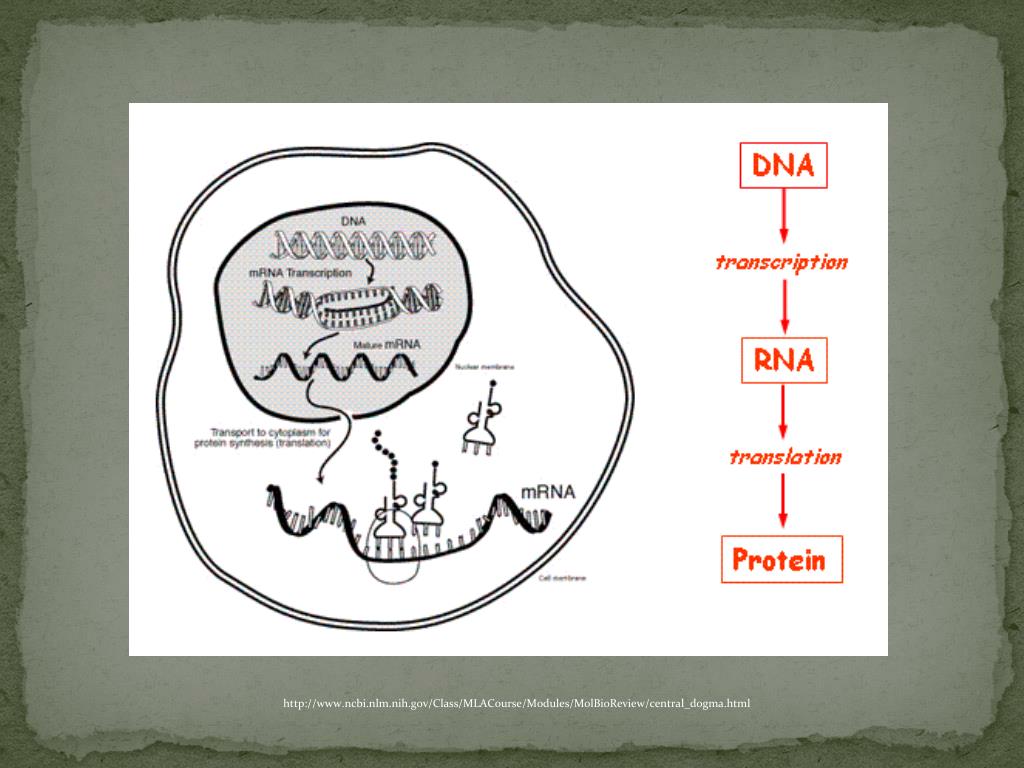 PPT - The Central Dogma of Molecular Biology PowerPoint Presentation ...