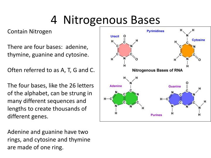 4 types of nitrogenous bases