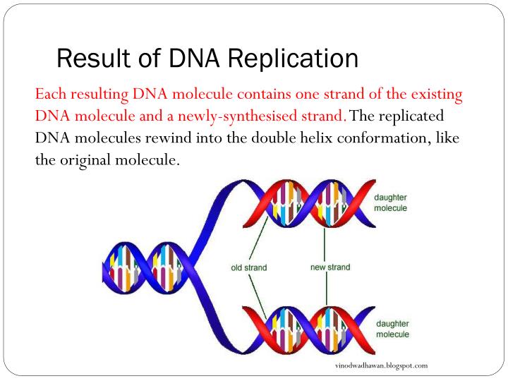 Dna Replication Results In Two Dna Molecules www.slideserve.com