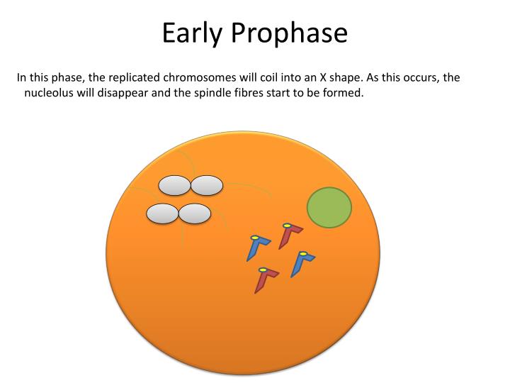 prophase 1 prophase 1