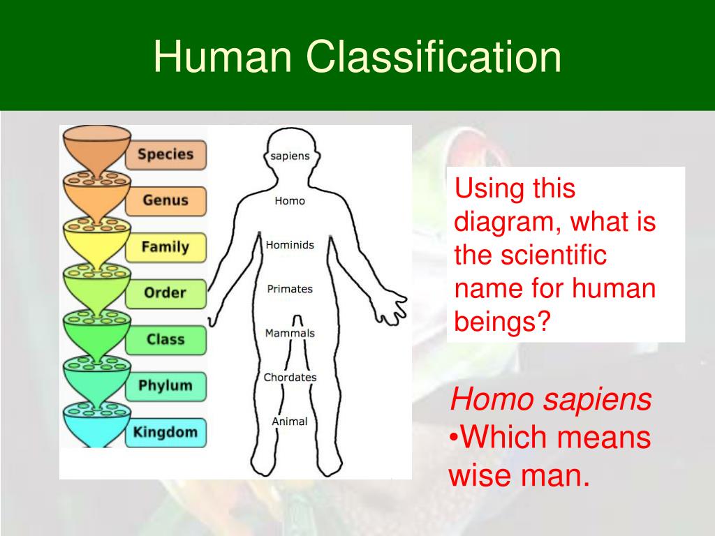 Sapiens Taxonomy Chart