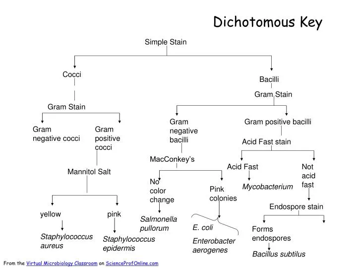 PPT - Dichotomous Key PowerPoint Presentation, free download - ID:2471193