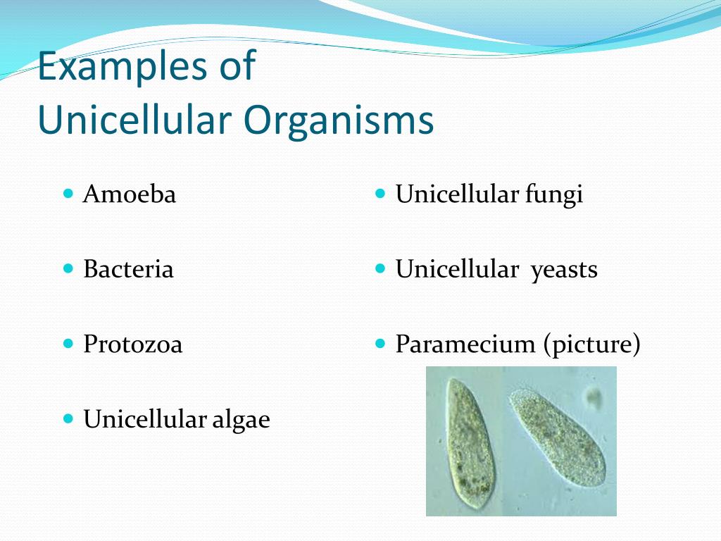 PPT - Types of Organisms PowerPoint Presentation - ID:2471768