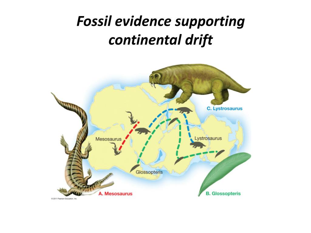 fossils help support the hypothesis of continental drift