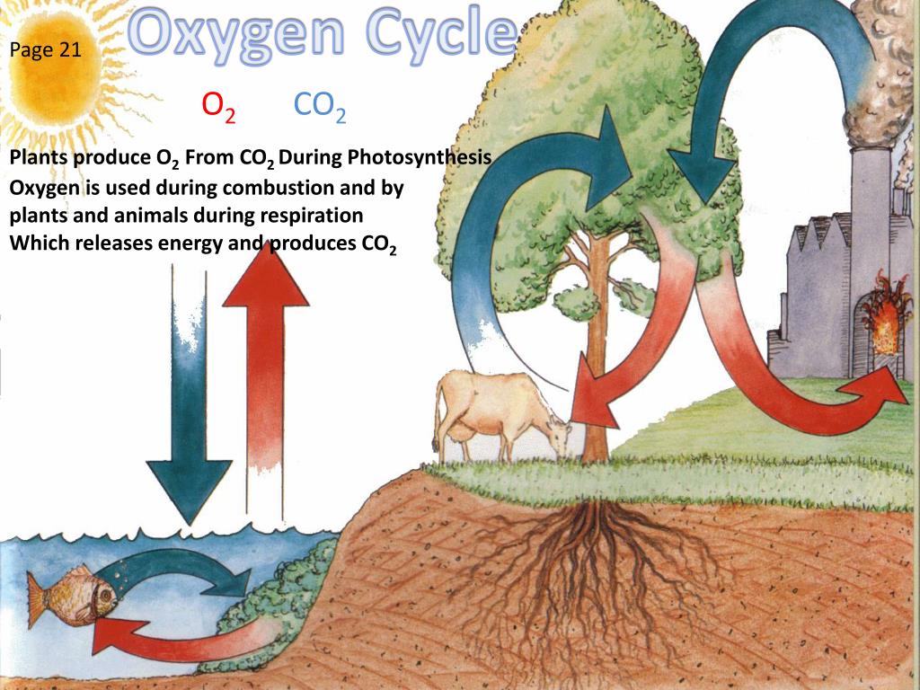 presentation on oxygen cycle