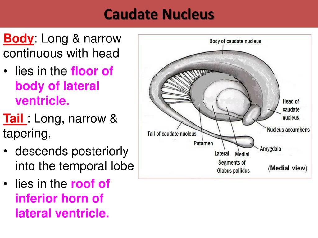 PPT - Basal Ganglia PowerPoint Presentation; free download - ID:2474129
