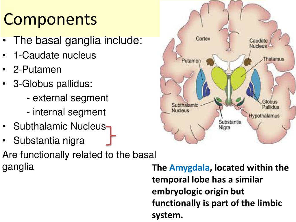 PPT Basal Ganglia PowerPoint Presentation, free download ID2474129