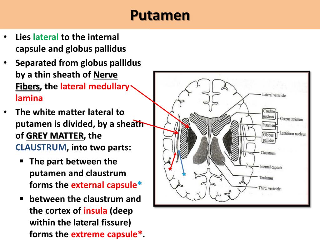 Что такое путамен 8 букв. Путамен (базальные ганглии). Putamen анатомия. A. Claustrum and putamen. Globus pallidus анатомия.