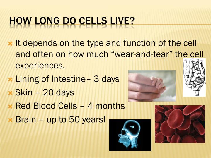 Ppt Cell Cycle Mutations And Cancer Point Presentation Id How Long Do Cells Live It Depends On The Type And Function Of Cell Often