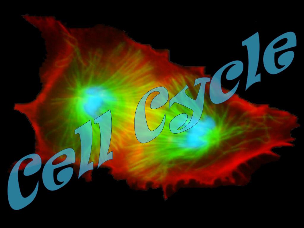 Cell Cycle PowerPoint Presentation, free download Biology Diagrams