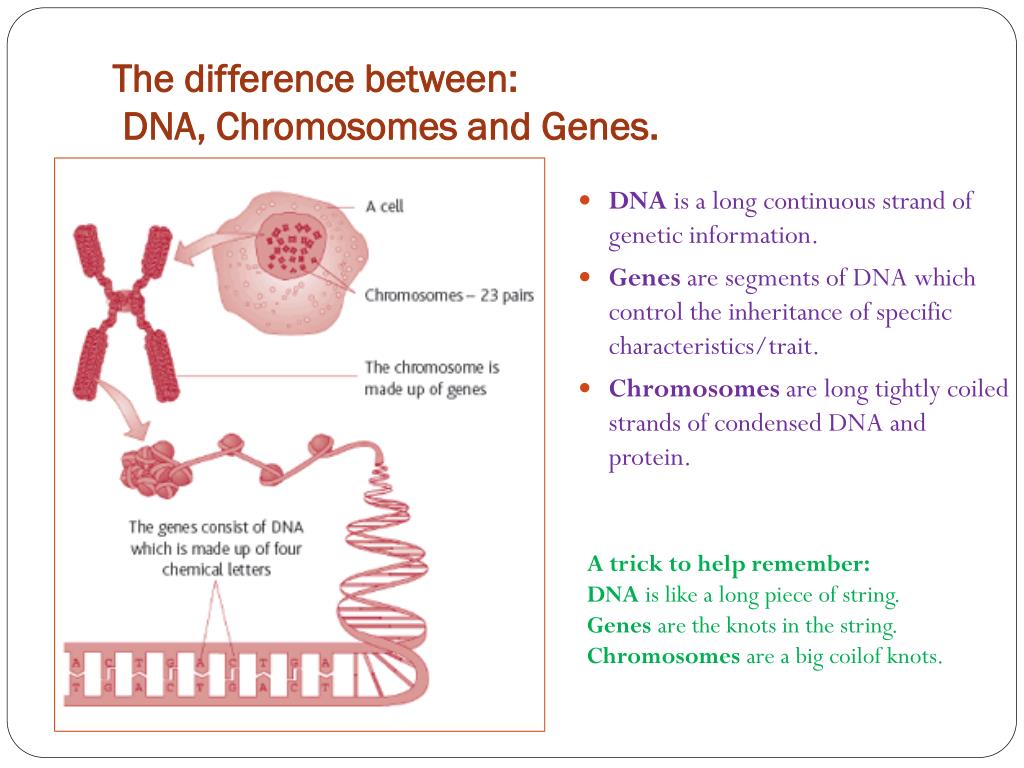 PPT - DNA PowerPoint Presentation, free download - ID:2474663