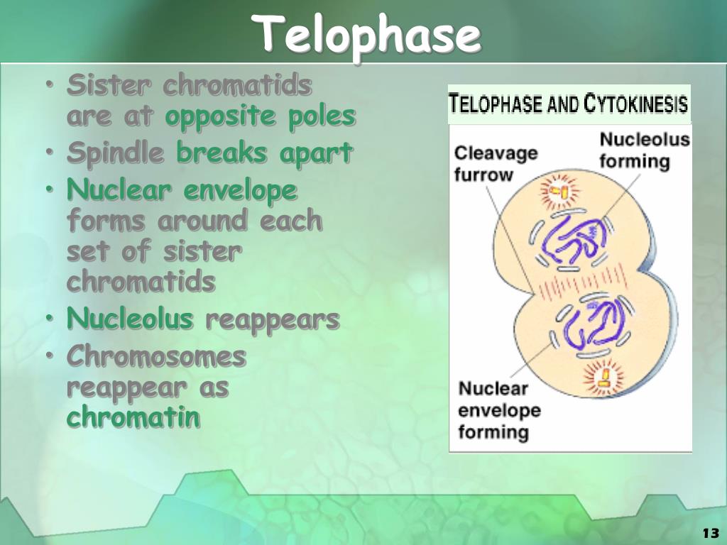 Cell cycle and cell division ppt free download