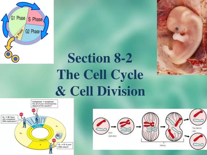 powerpoint presentation on cell division