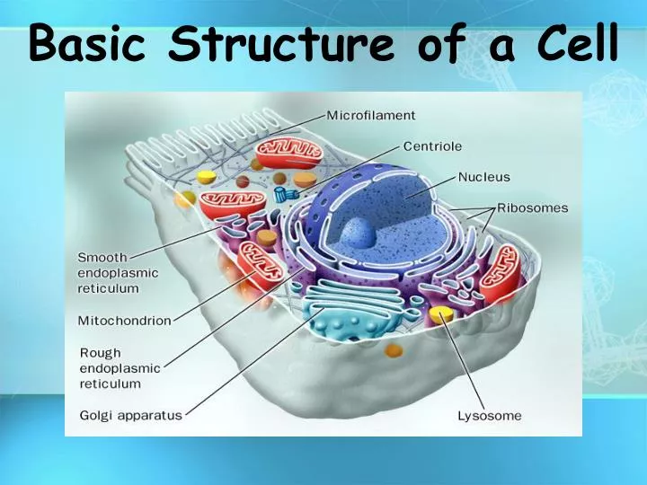 basic structure of a cell n.