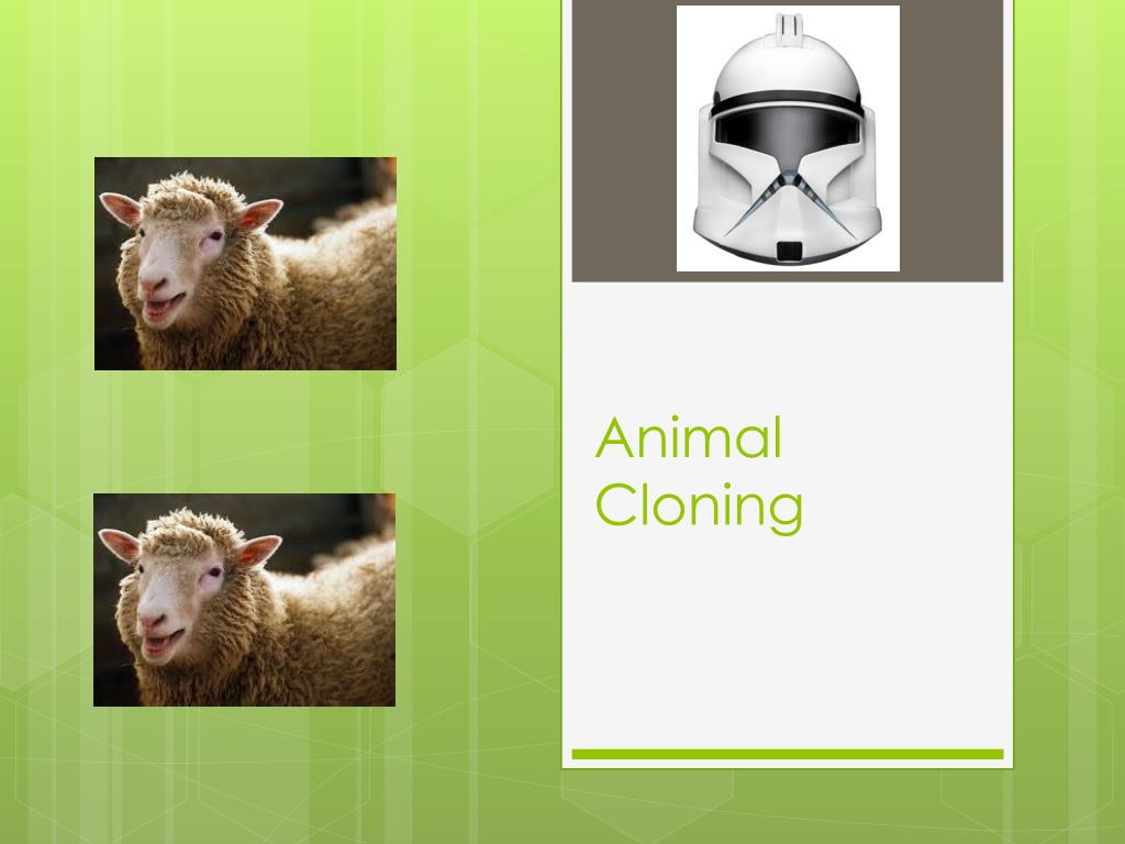 PPT - Animal Cloning PowerPoint Presentation, free download - ID:2476058