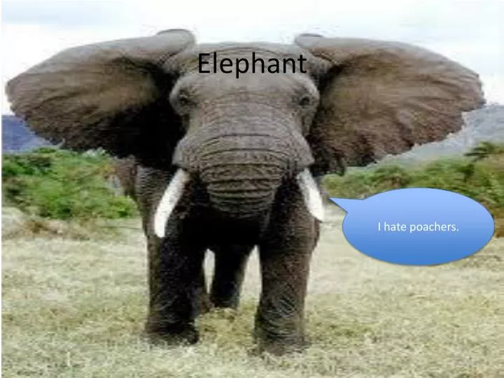 free-elephant-powerpoint-template-pptmag