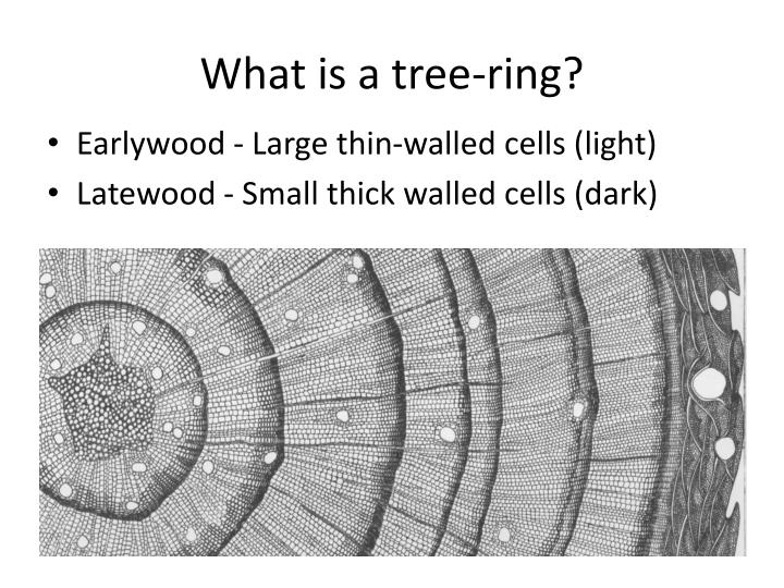 PPT - Introduction to Dendrochronology Lab PowerPoint Presentation - ID ...