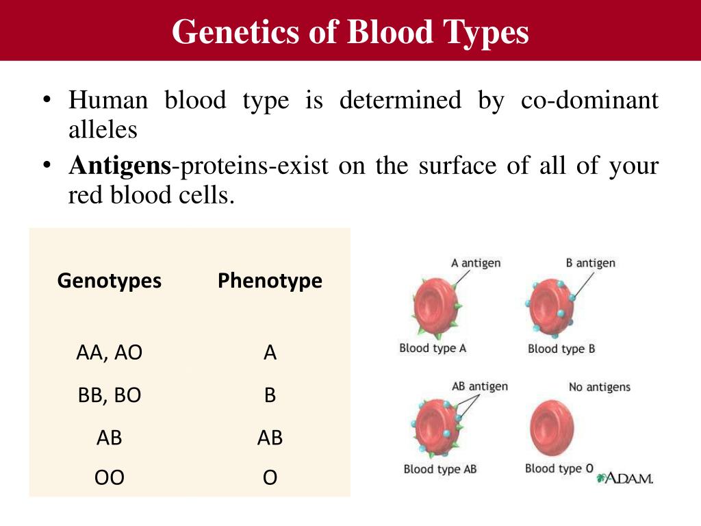 PPT Multiple Alleles Blood Typing PowerPoint Presentation Free 