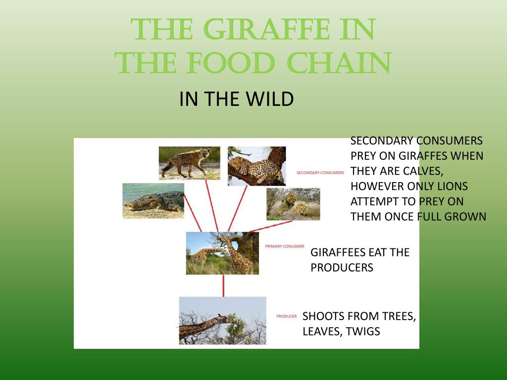 Wild versus zoo PowerPoint Presentation free download Biology Diagrams