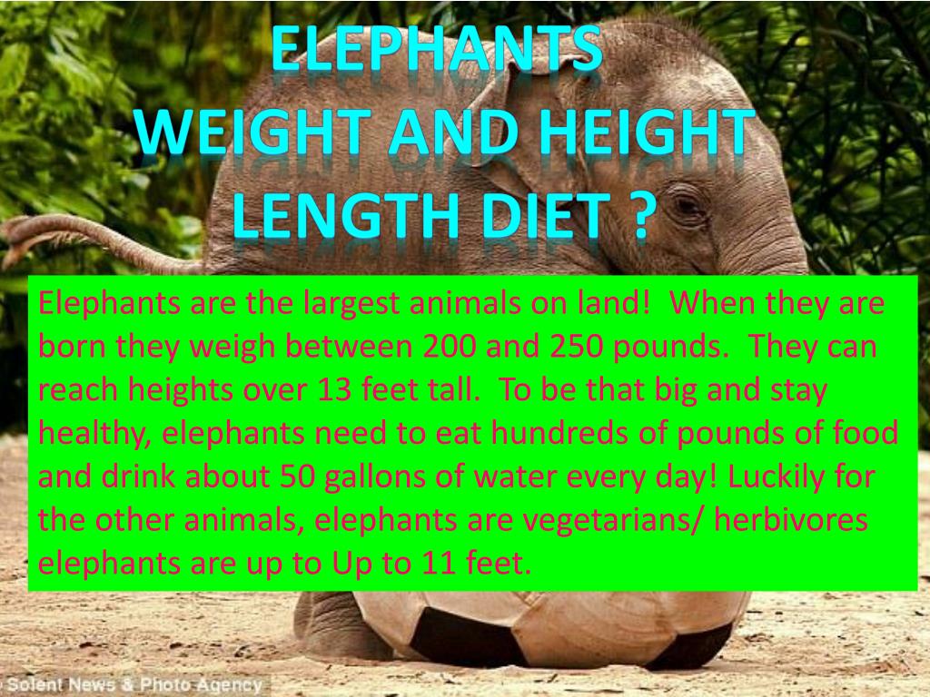 PPT - Elephants PowerPoint Presentation, free download - ID:2479021