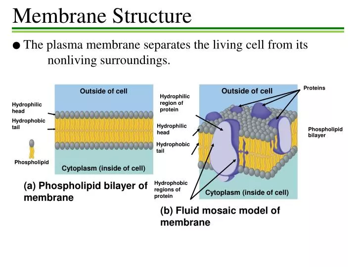 Ppt Membrane Structure Powerpoint Presentation Free Download