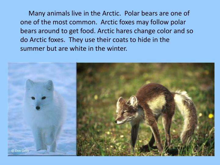 How Do Arctic Foxes Get Their Food How Do Arctic Foxes Get Their Food