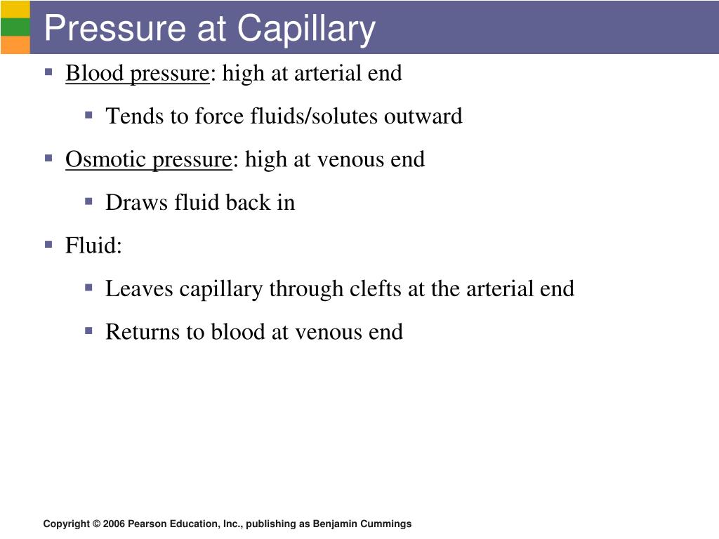 PPT Blood Vessels Anatomy (to blood vessel notes and write this slide down) PowerPoint