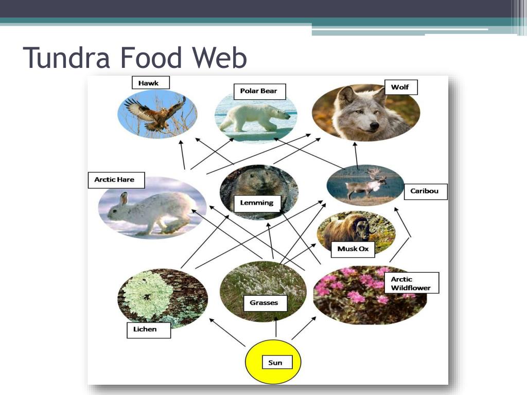 Tundra Food Web Diagram Biology Diagrams