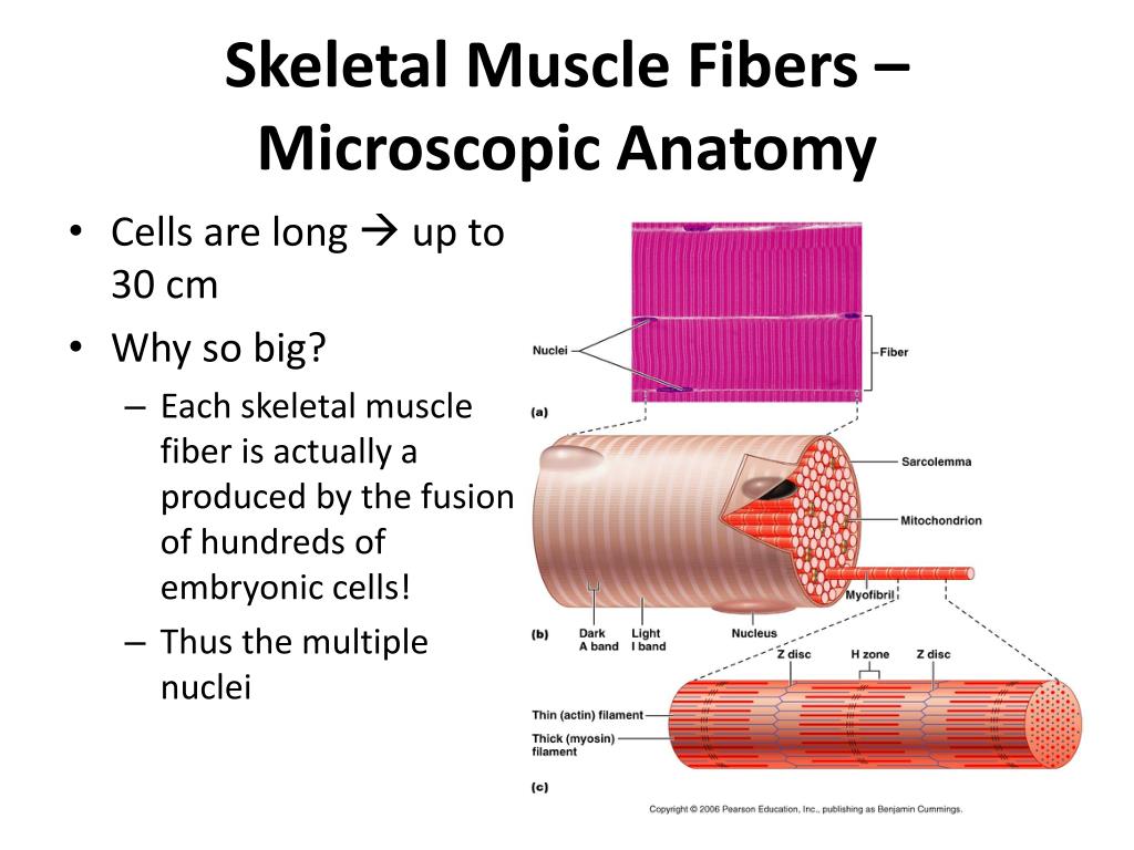 PPT - Chapter 9 Muscles and Muscle Tissue PowerPoint Presentation, free