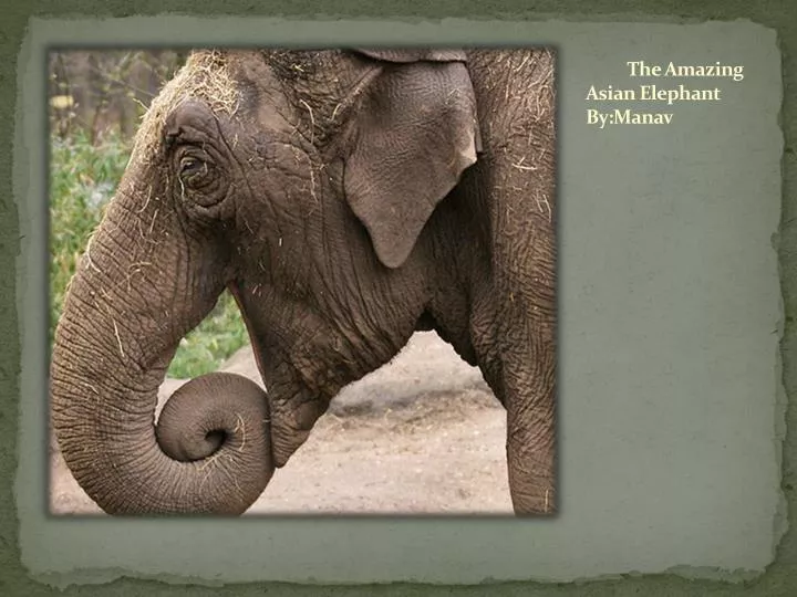 the amazing asian elephant by manav n.