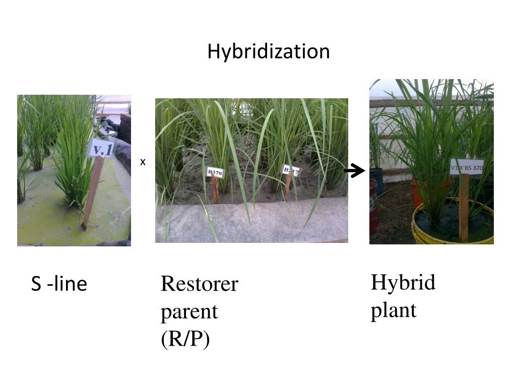 PPT - PRODUCTION OF BLAST RESISTANT AND HIGH YIELDING BASMATI 370 ...