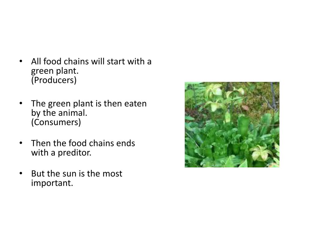 What is a food chain? PowerPoint Presentation, free download Biology Diagrams