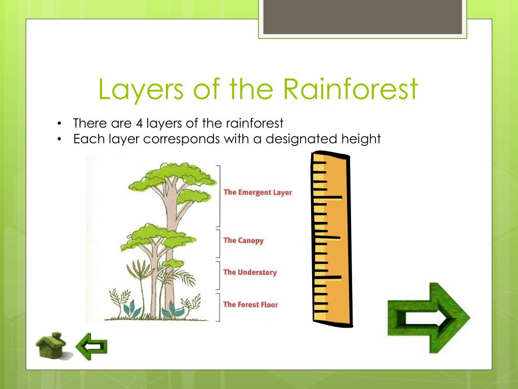 PPT - Layers of the Rainforest PowerPoint Presentation, free download ...