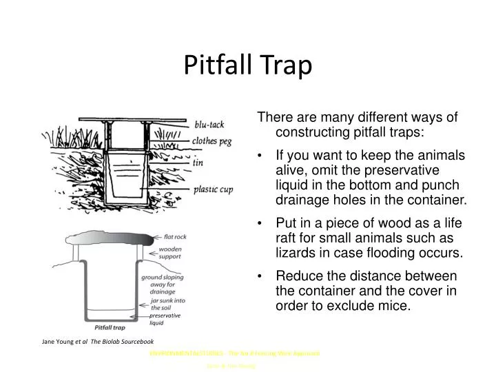 pitfall trap pitfall trap