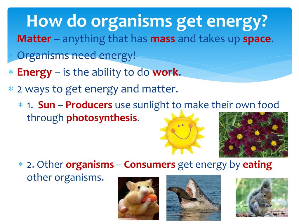 🐈 Why do organism need to take food. Why do organisms take food . 2022
