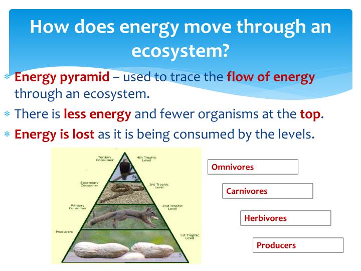 ppt-unit-2-lesson-3-energy-and-matter-in-ecosystems-powerpoint