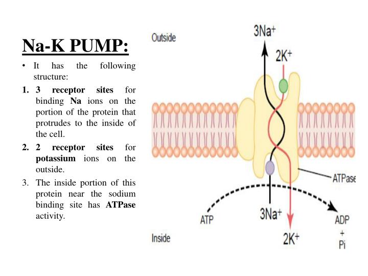 PPT TRANSPORT ACROSS CELL MEMBRANEii (Guyton, 12 th Ed. (chapter 4