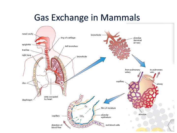 for diffusion diagram Requirements Common things ANIMALS living PPT of for diffusion diagram Requirements Common things ANIMALS living PPT of